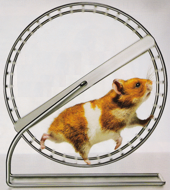 hamster-wheel