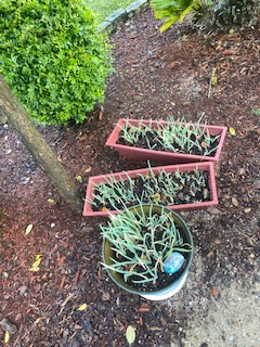 Image of a shrub and trunk of a tree, with 2 small window boxes and a bowl type of flower pot. The containers are holding small green onion plants growing at various sizes from an inch to 7 inches. There is also a small hand painted rock in the bowl pot, it reads Welcome To My Garden.