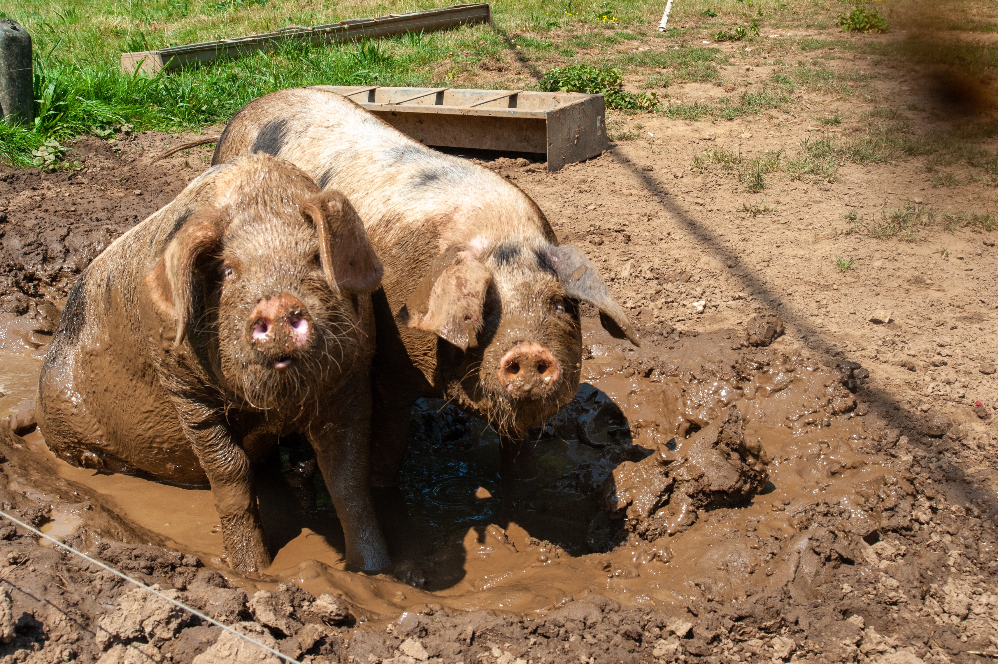 2 large pigs in the mud on a summer day 